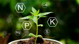 Plant Growth Regulators PGR’S and Cannabis: The Hidden Dangers