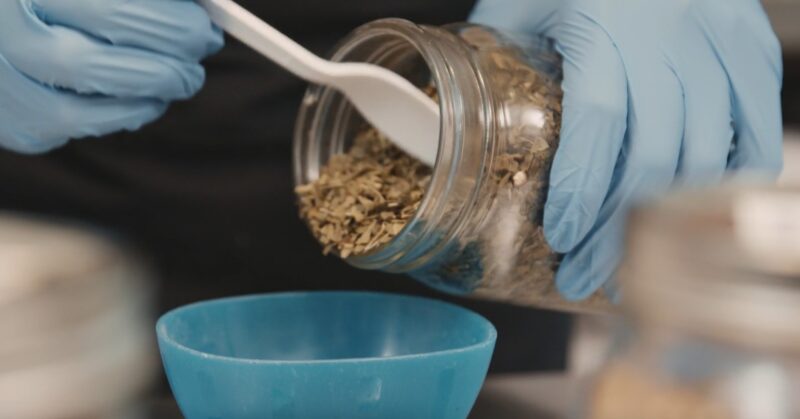 medical cannabis in jar