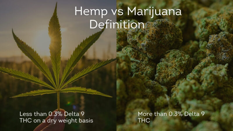 Short Definition of hemp and marijuana