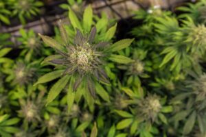 THCA vs THC – Which Is Stronger and Why?