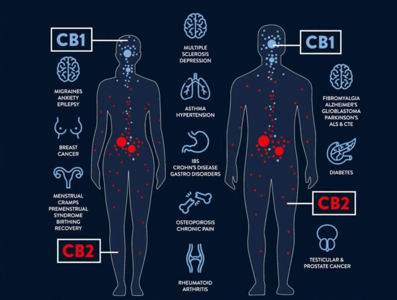 The Endocannabinoid System in Male and Female